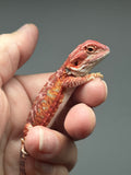 RM1004, male, hypo, blue bar, leatherback, 25% Red Monster bearded dragon for sale