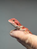 RM1004, male, hypo, blue bar, leatherback, 25% Red Monster bearded dragon for sale
