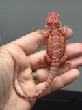 RM1004, male, hypo, blue bar, leatherback, 25% Red Monster bearded dragon for sale