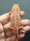 RM1005, female, hypo, leatherback, possible het trans, 25% Red Monster bearded dragon for sale