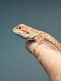 RM1005, female, hypo, leatherback, possible het trans, 25% Red Monster bearded dragon for sale