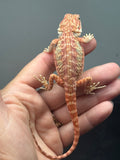RM1005, female, hypo, leatherback, possible het trans, 25% Red Monster bearded dragon for sale