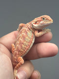 RM1005, female, hypo, leatherback, possible het trans, 25% Red Monster bearded dragon for sale
