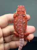 RM1006, female, hypo, blue bar, 50% Red Monster bearded dragon for sale