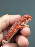 RM1006, female, hypo, blue bar, 50% Red Monster bearded dragon for sale