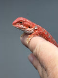 RM1006, female, hypo, blue bar, 50% Red Monster bearded dragon for sale
