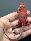 RM1006, female, hypo, blue bar, 50% Red Monster bearded dragon for sale