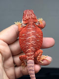 RM1007, female, hypo, possible het Witblits, 50% Red Monster bearded dragon for sale