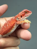 RM1007, female, hypo, possible het Witblits, 50% Red Monster bearded dragon for sale