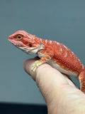 RM1007, female, hypo, possible het Witblits, 50% Red Monster bearded dragon for sale
