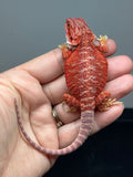 RM1007, female, hypo, possible het Witblits, 50% Red Monster bearded dragon for sale
