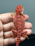 RM1008, female, hypo, 50% Red Monster bearded dragon for sale