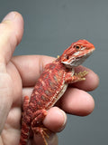RM1008, female, hypo, 50% Red Monster bearded dragon for sale
