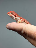 RM1008, female, hypo, 50% Red Monster bearded dragon for sale