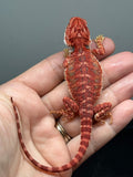RM1008, female, hypo, 50% Red Monster bearded dragon for sale