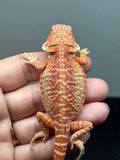 RM1009, female, hypo, citrus, leatherback, possible het trans, 25% Red Monster bearded dragon for sale