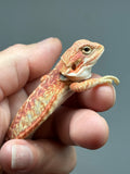 RM1009, female, hypo, citrus, leatherback, possible het trans, 25% Red Monster bearded dragon for sale