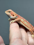 RM1009, female, hypo, citrus, leatherback, possible het trans, 25% Red Monster bearded dragon for sale