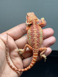 RM1009, female, hypo, citrus, leatherback, possible het trans, 25% Red Monster bearded dragon for sale