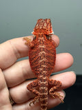 RM1010, female, possible het hypo, possible het Witblits, 50% Red Monster bearded dragon for sale