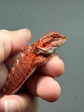 RM1010, female, possible het hypo, possible het Witblits, 50% Red Monster bearded dragon for sale