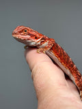 RM1010, female, possible het hypo, possible het Witblits, 50% Red Monster bearded dragon for sale