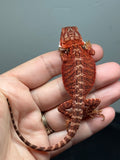 RM1010, female, possible het hypo, possible het Witblits, 50% Red Monster bearded dragon for sale