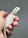 Photo 3 of cream and gray hypo, possible het Witblits, Zero bearded dragon