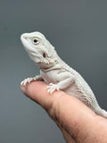 Photo 2 of cream and gray hypo, possible het Witblits, Zero bearded dragon