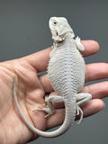 Photo 4 of cream and gray hypo, possible het Witblits, Zero bearded dragon