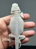 cream and gray hypo, possible het Witblits, Zero bearded dragon