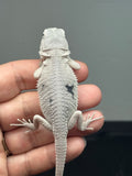 #1625, female, hypo, marbled, witblits, zero, Wero bearded dragon for sale