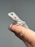 #1625, female, hypo, marbled, witblits, zero, Wero bearded dragon for sale