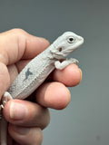 #1625, female, hypo, marbled, witblits, zero, Wero bearded dragon for sale