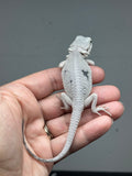 #1625, female, hypo, marbled, witblits, zero, Wero bearded dragon for sale
