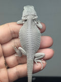 white and gray hypo, possible het Witblits, Zero bearded dragon
