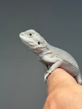 Photo 2 of white and gray hypo, possible het Witblits, Zero bearded dragon