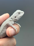 Photo 3 of white and gray hypo, possible het Witblits, Zero bearded dragon