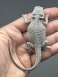 Photo 4 of white and gray hypo, possible het Witblits, Zero bearded dragon