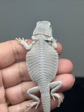 white and gray hypo, possible het Witblits, Zero bearded dragon
