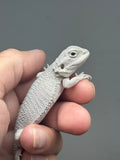 Photo 2 of white and gray hypo, possible het Witblits, Zero bearded dragon