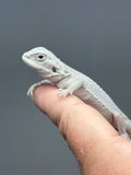 Photo 3 of white and gray hypo, possible het Witblits, Zero bearded dragon