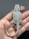 Photo 4 of white and gray hypo, possible het Witblits, Zero bearded dragon