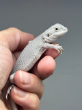 Photo 2 of white and gray hypo, Witblits, Zero, Wero bearded dragon