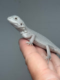 Photo 3 of white and gray hypo, Witblits, Zero, Wero bearded dragon