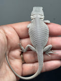 Photo 4 of white and gray hypo, Witblits, Zero, Wero bearded dragon
