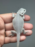 white and gray hypo, Witblits, Zero, Wero bearded dragon