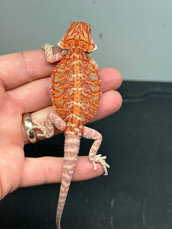 RM216 male,  50% Red Monster, hypo