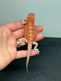 RM216 male,  50% Red Monster, hypo