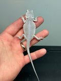 #974 male, hypo, leatherback, zero
